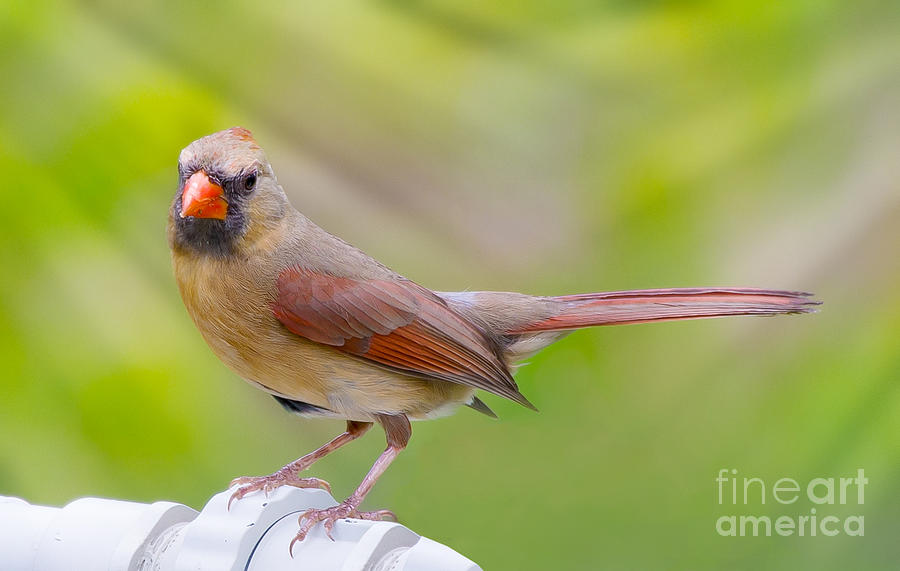 Female Cardinal #1 Photograph by Anne Kitzman