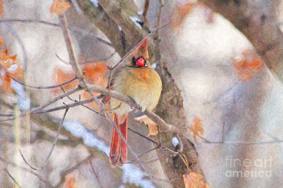 Female Cardinal in Winter #1 Photograph by Jack Schultz