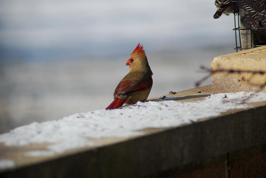 Female Cardinal in Winter #1 Photograph by Wanda Jesfield