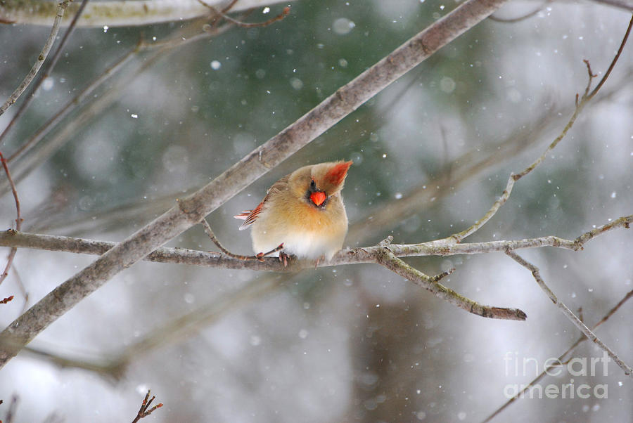 Female Cardinal #1 Photograph by Lila Fisher-Wenzel