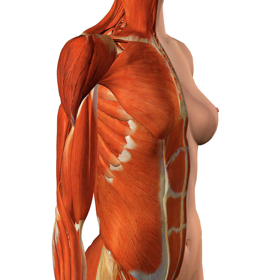 Female Chest And Abdomen Muscles, Split #1 by Hank Grebe