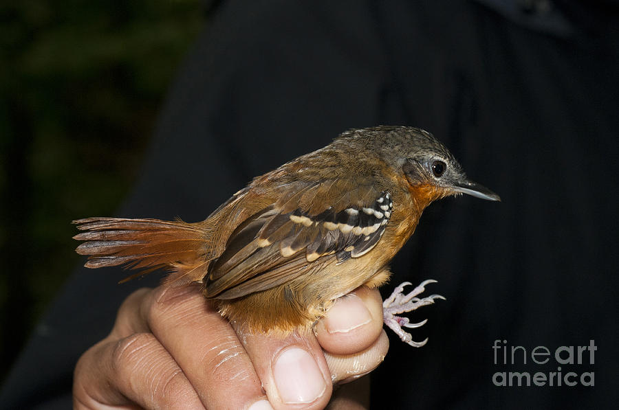 Female Chestnut-tailed Antbird #1 Photograph by William H. Mullins