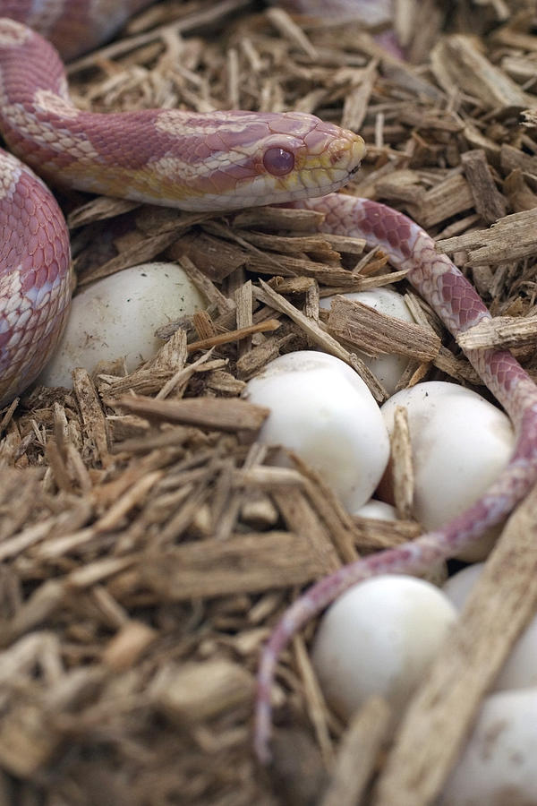 Female Corn Snake With Eggs #1 Photograph by Paul Whitten
