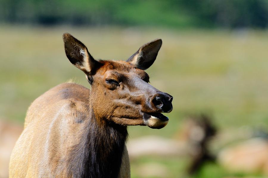 Female Elk #1 Photograph by Walt Sterneman