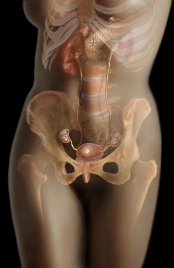 Female Endocrine System #1 Photograph by Anatomical Travelogue