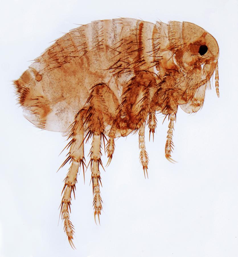 Female Flea Photograph by Steve Gschmeissner/science Photo Library - Pixels