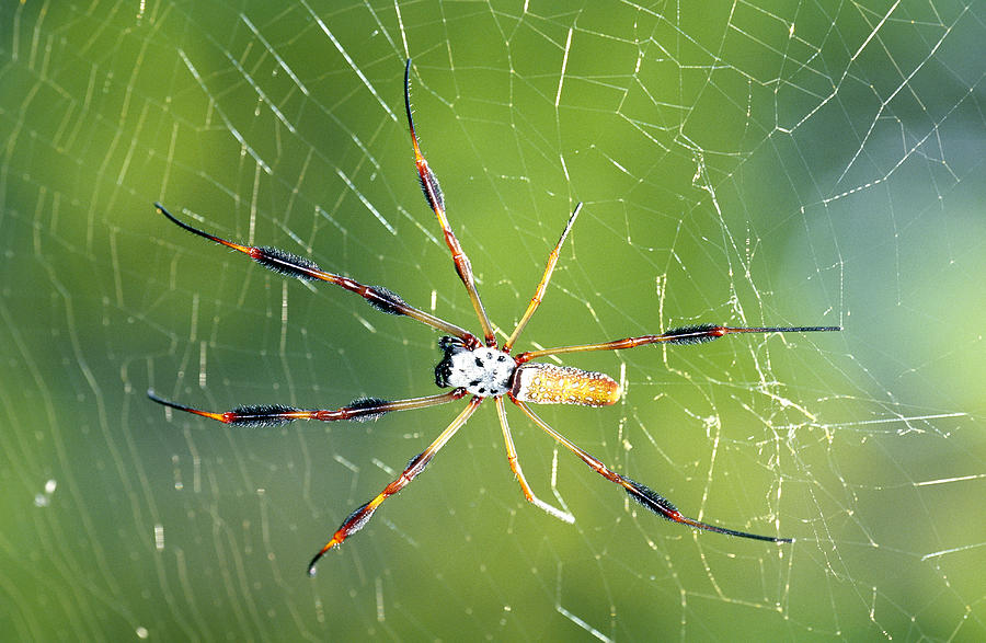Female Golden Silk Spider #1 Photograph by Millard H. Sharp