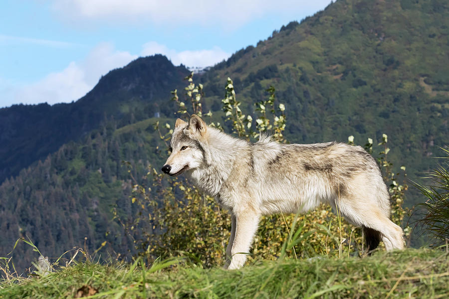 Wildlife Photograph - Female Gray Wolf  Canis Lupus #1 by Doug Lindstrand