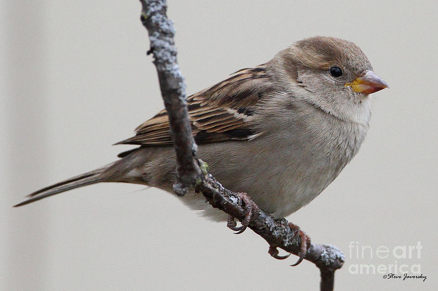 Female House Sparrow #1 Photograph by Steve Javorsky
