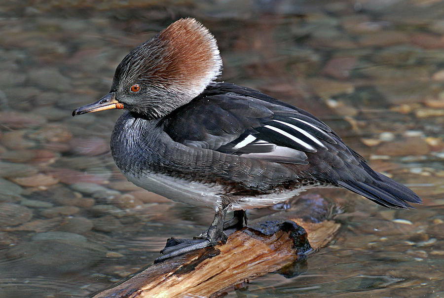 Duck Photograph - Female Merganser #1 by Dave Mills