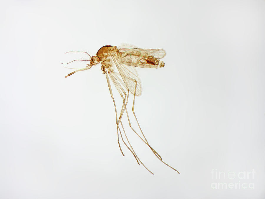 Female Mosquito #1 Photograph by Garry DeLong