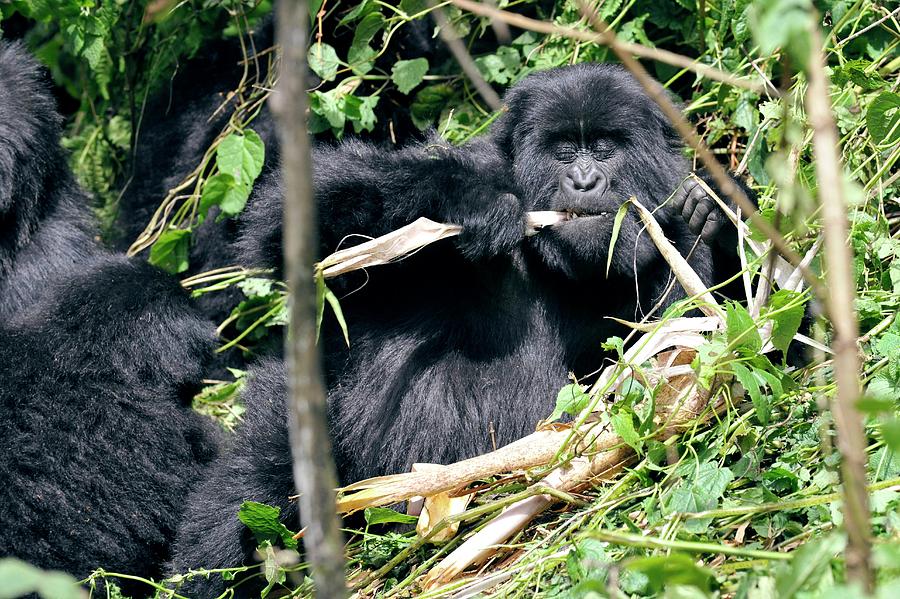 Volcanoes National Park Photograph - Female Mountain Gorilla #1 by Dr P. Marazzi/science Photo Library