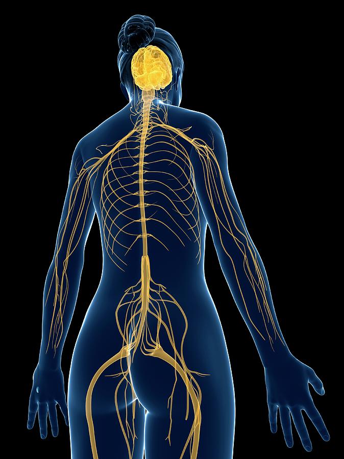 Female Nervous System Photograph By Scieproscience Photo Library