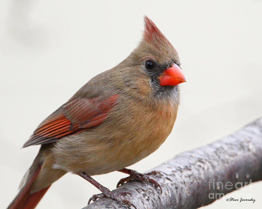 Female Northern Cardinal #1 Photograph by Steve Javorsky