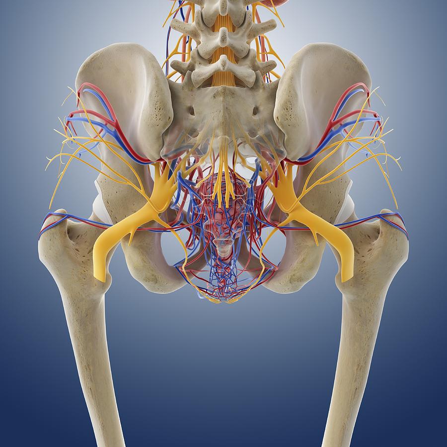 Female Pelvic Anatomy Artwork 1 By Science Photo Library 2483