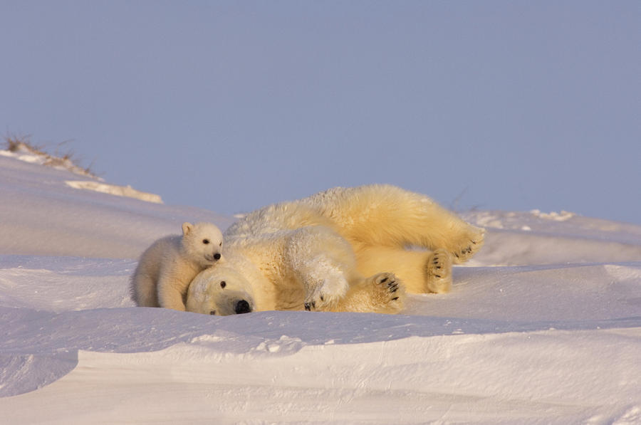 Female Polar Bear Cleans Her Coat Photograph by Steven J. Kazlowski ...