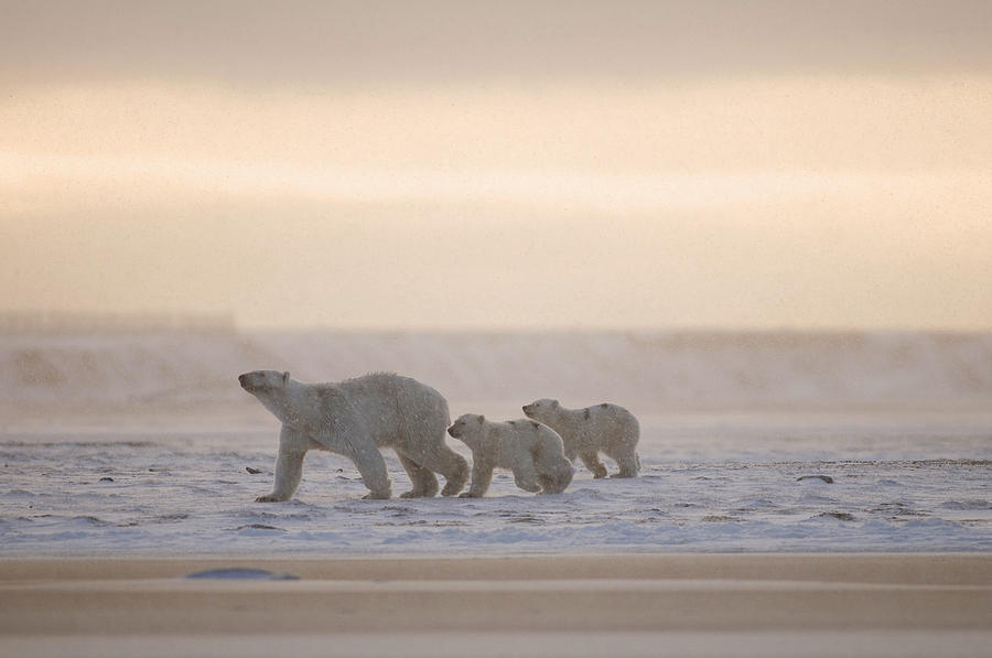 Wildlife Photograph - Female Polar Bear With A Pair Of Cubs #1 by Steven Kazlowski