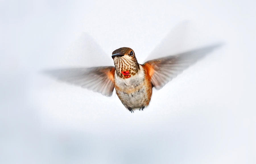 Female Rufous Hummingbird In Flight Photograph by Barbara Rich Female Rufous Hummingbird In Flight Photograph by Barbara Rich