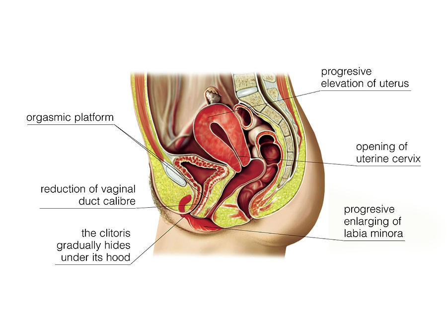 Female Sexual Response Photograph By Asklepios Medical Atlas