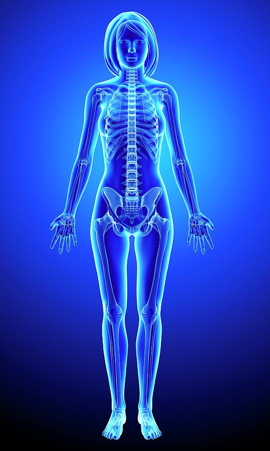 Female Skeleton #1 Photograph by Pixologicstudio/science Photo Library