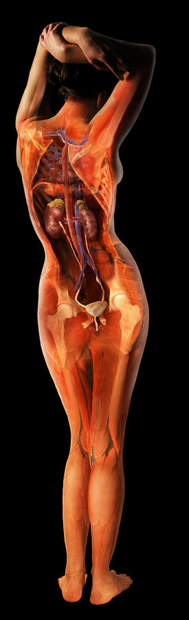 Female Urinary System #1 Photograph by Anatomical Travelogue