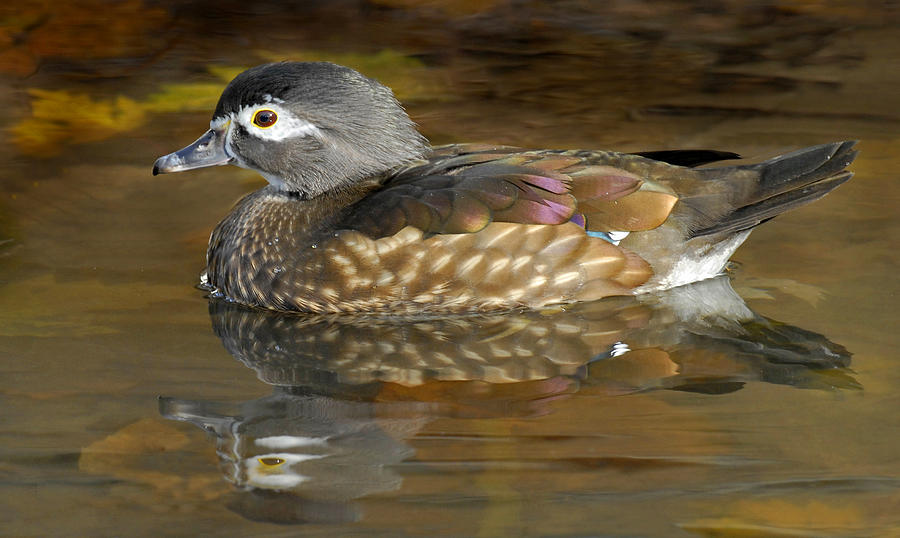 Female Wood Duck #1 Photograph by Dave Mills