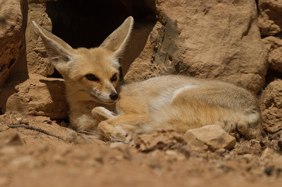 Fennec Fox Photograph By Photostock-israel - Pixels