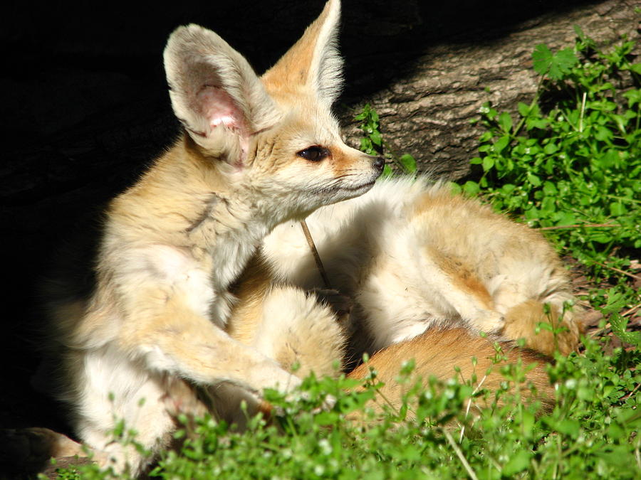 Fennec Foxes #1 Photograph by Cleaster Cotton