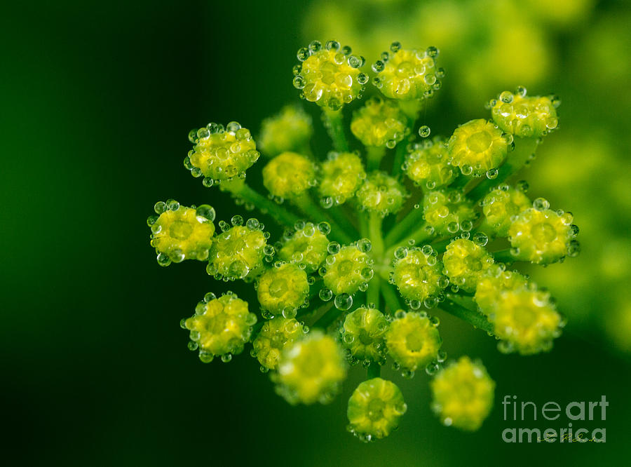 Fennel Bloom-Foeniculum vulgare #1 Photograph by Iris Richardson