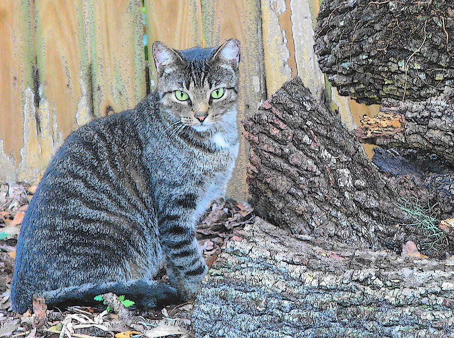 Feral Cat Ms.Kit by the Wood Pile Photograph by Strangefire Art       Scylla Liscombe