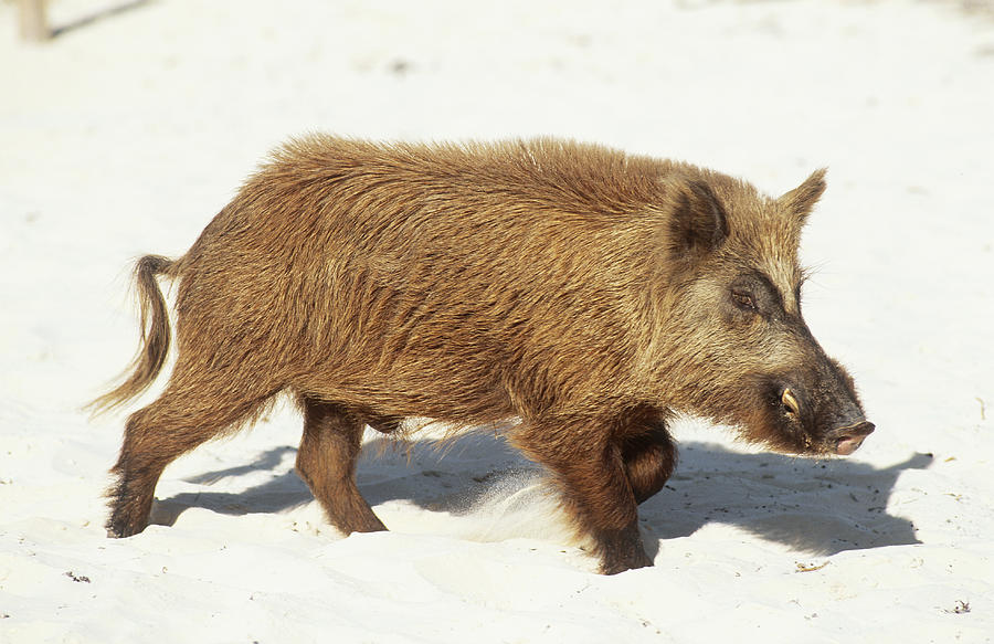 Feral Hog #1 Photograph by Carleton Ray