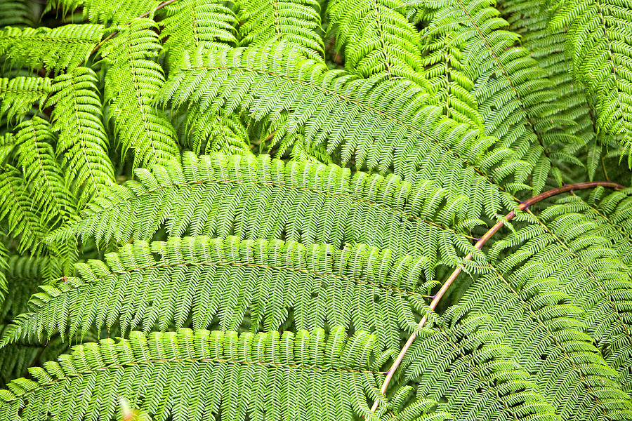 Fern leaves Photograph by Alexey Stiop