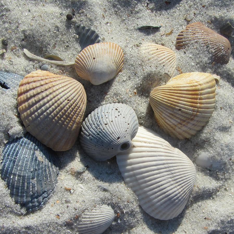 Shell Photograph - Fernandina Shells  by Cathy Lindsey