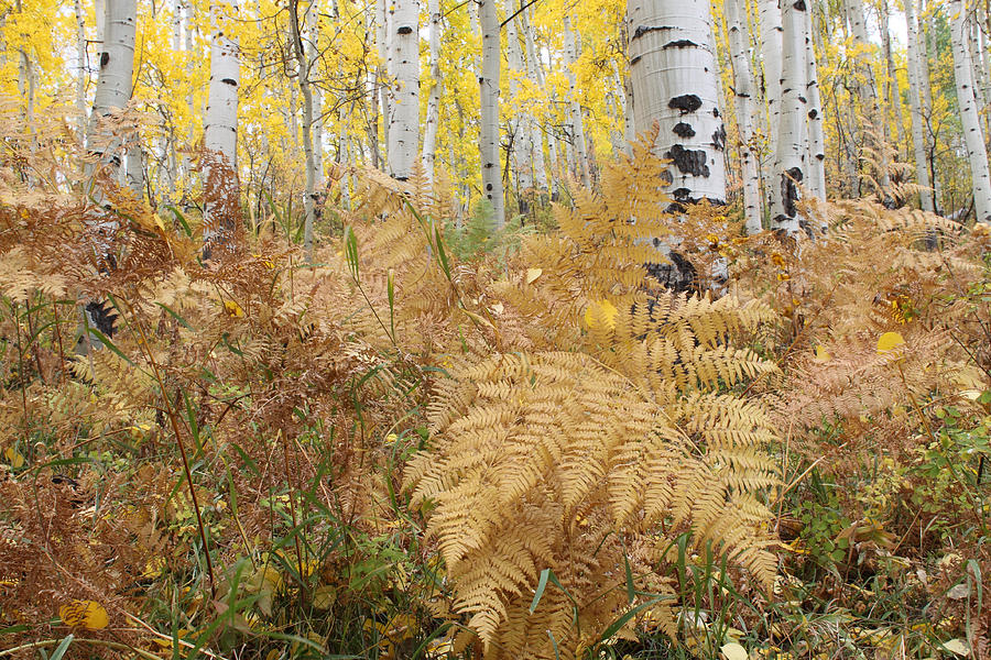 Ferns and Aspens Photograph by Eric Glaser