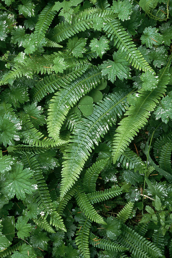 Ferns #1 Photograph by Comstock