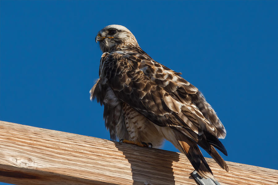Ferruginous Hawk  #1 Photograph by Kathleen Bishop