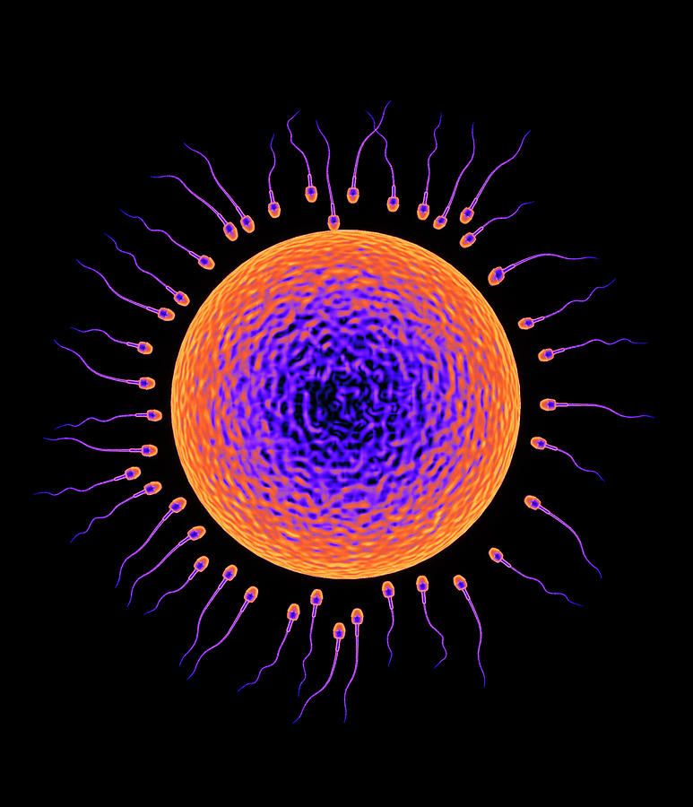 Fertilisation #1 Photograph by Alfred Pasieka/science Photo Library