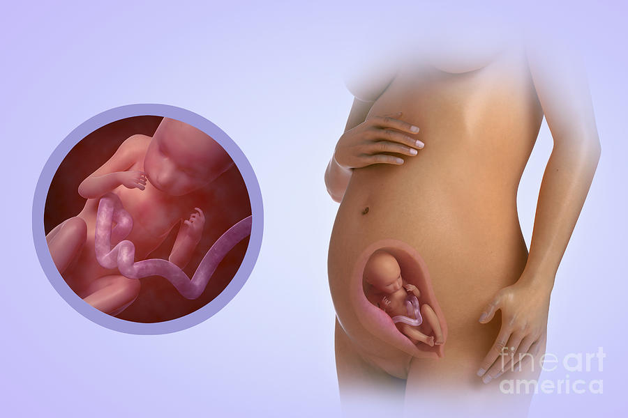 Fetal Development Week 23 #1 Photograph by Science Picture Co
