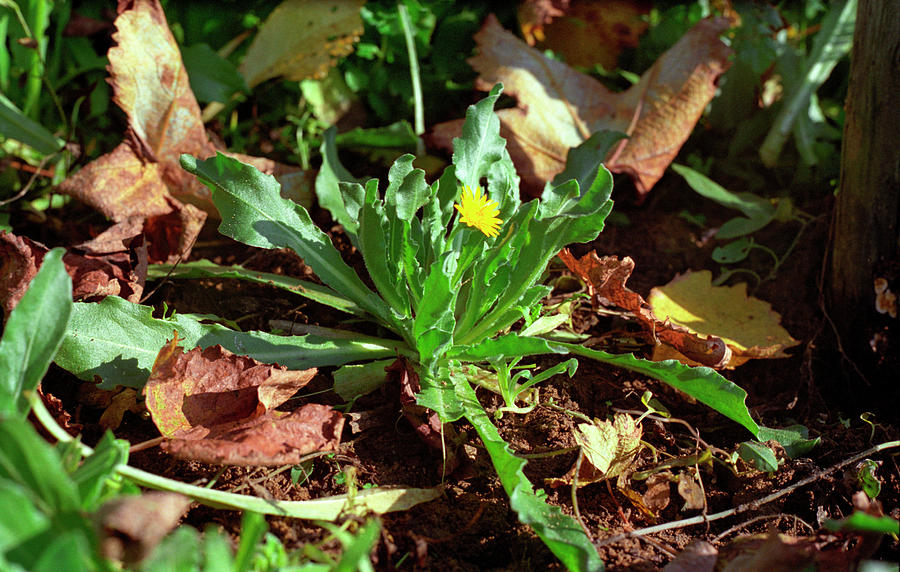 Nature Photograph - Field Marigold (calendula Arvensis) #1 by Bruno Petriglia/science Photo Library
