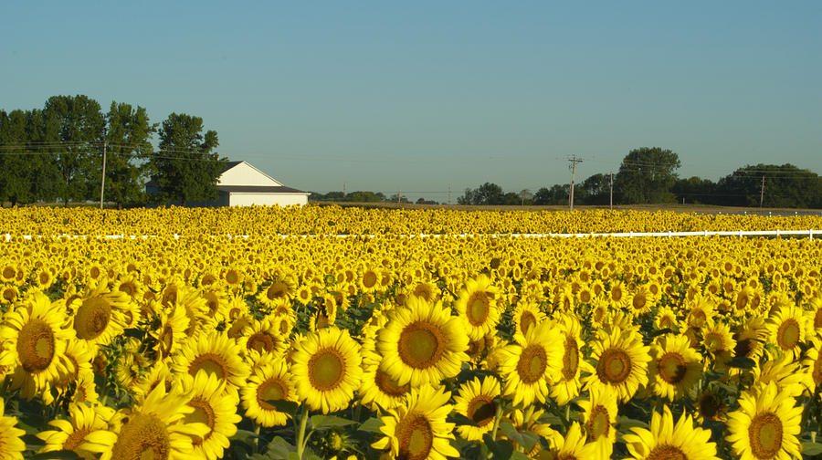 Sunflower Photograph - Field Of Happy Faces #1 by Tony Hammer