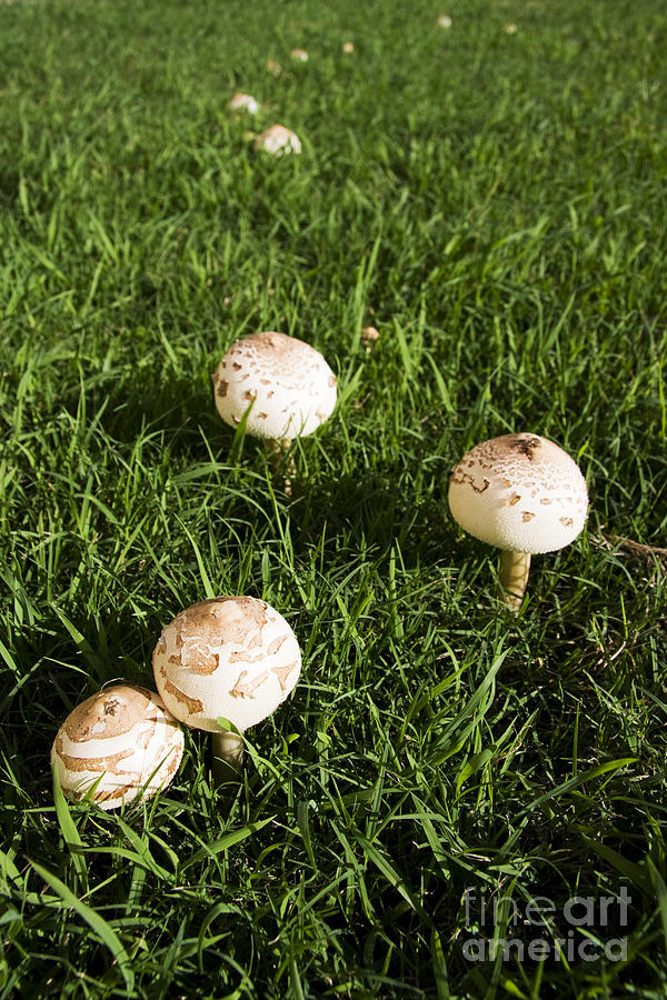 Magic Photograph - Field Of Mushrooms #1 by Jorgo Photography