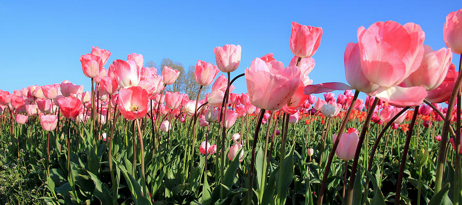 Field of Pink Tulips #2 Photograph by Athena Mckinzie