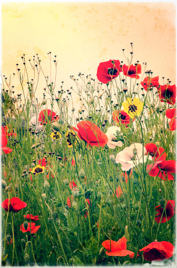 Field of Poppys #2 Photograph by Spikey Mouse Photography