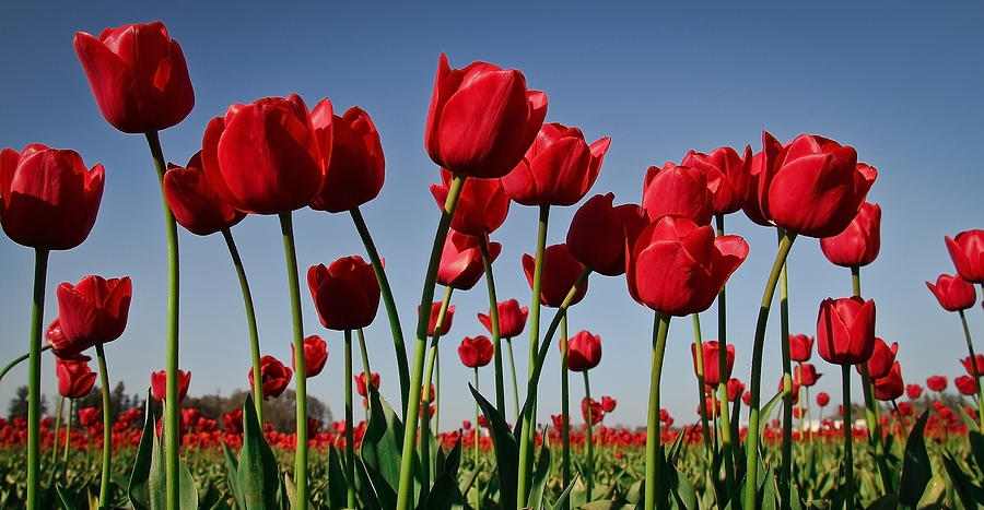 Field of Red Tulips Photograph by Athena Mckinzie