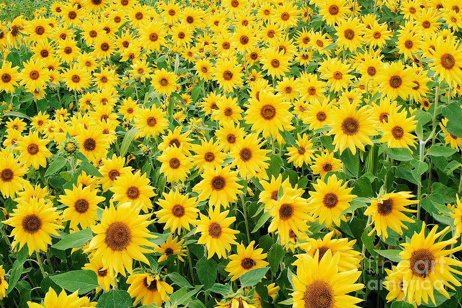 Field Of Sunflowers Helianthus Sp #1 Photograph by David Davis