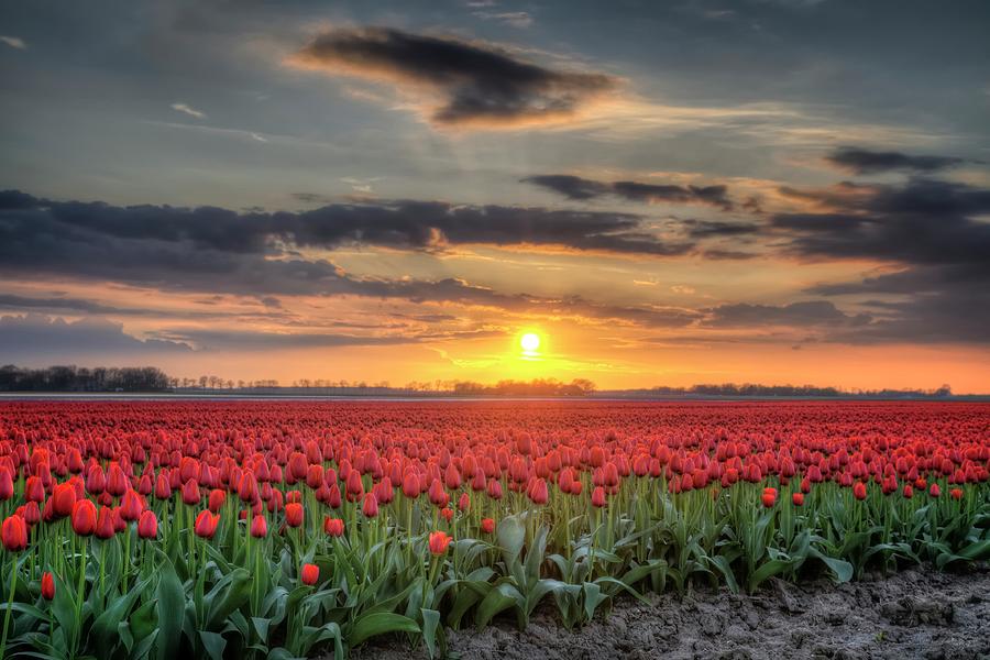 Field Of Tulips In Hdr #1 Photograph by Sjo