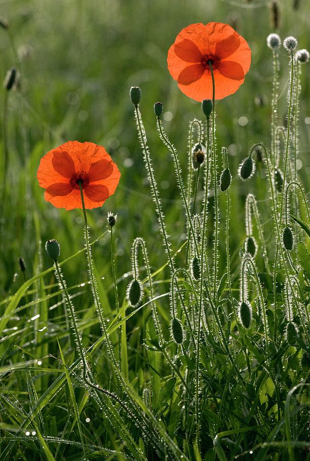 Nature Photograph - Field Poppy (papaver Rhoeas) Flowers #1 by Bob Gibbons