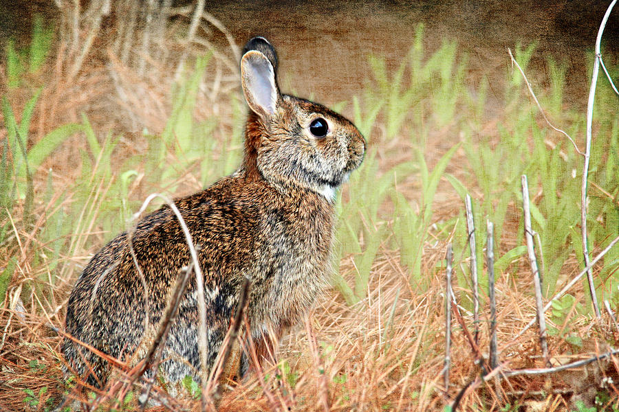 Field Rabbit Photograph by Trina  Ansel
