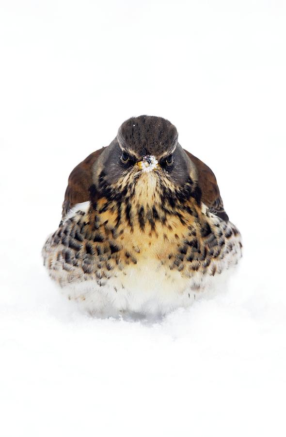 Winter Photograph - Fieldfare In Snow #1 by John Devries/science Photo Library