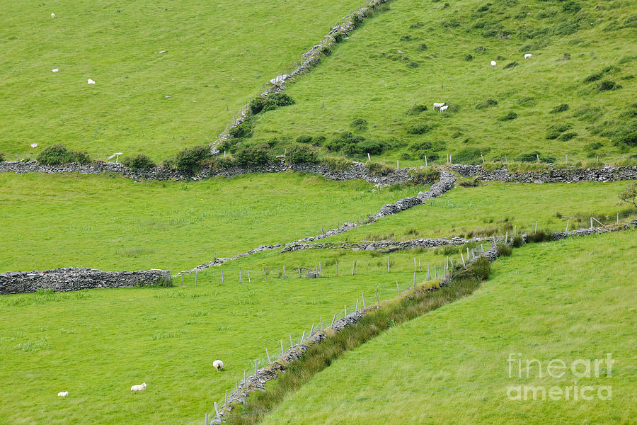 Fields With Stone Fences, Ireland #1 Photograph by John Shaw